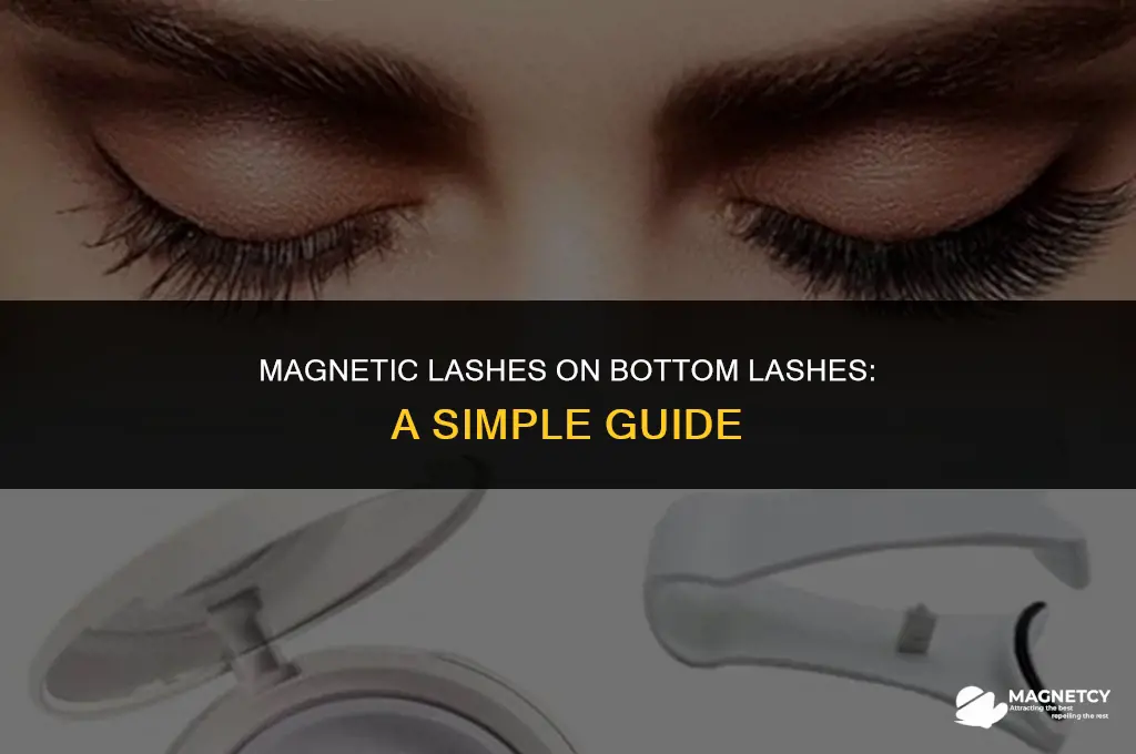 can you apply magnetic lashes on bottom lashes