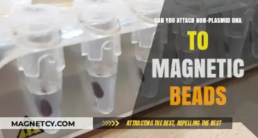 Exploring Magnetic Bead Attachment Beyond Plasmids: A Comprehensive Guide