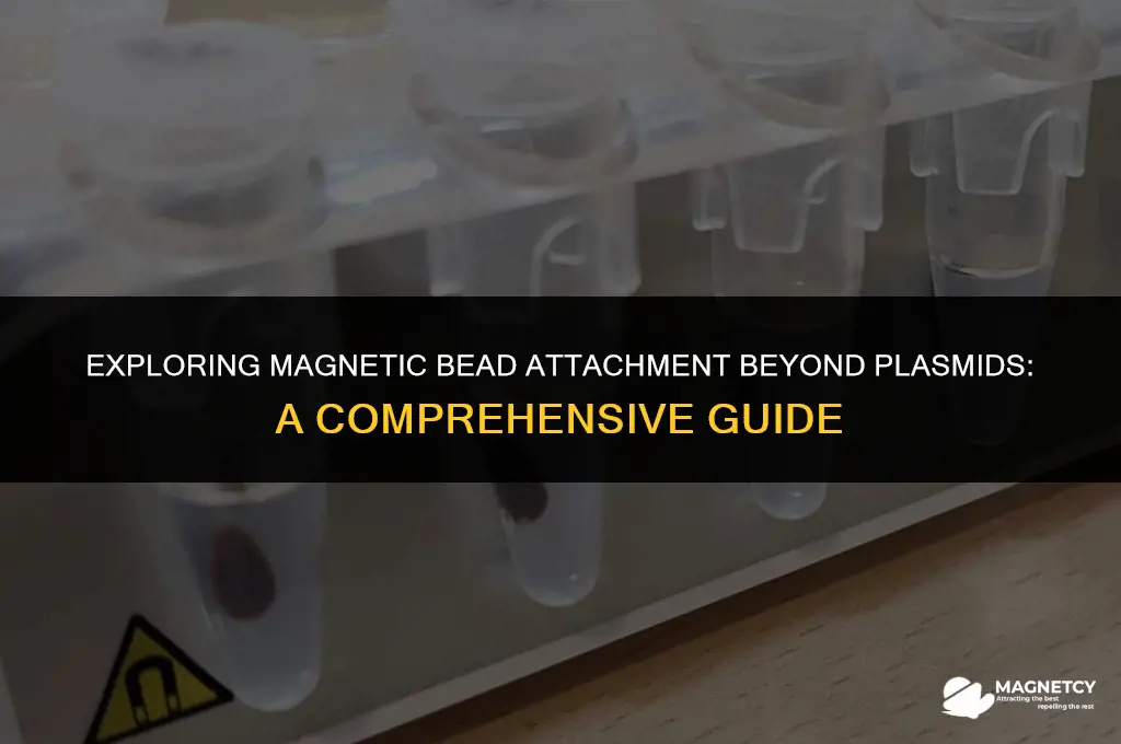 can you attach non-plasmid dna to magnetic beads