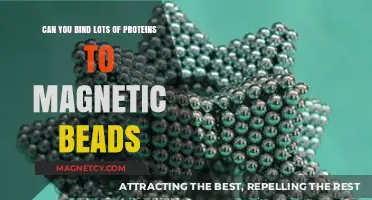 Maximizing Protein Binding Capacity on Magnetic Beads: A Comprehensive Guide