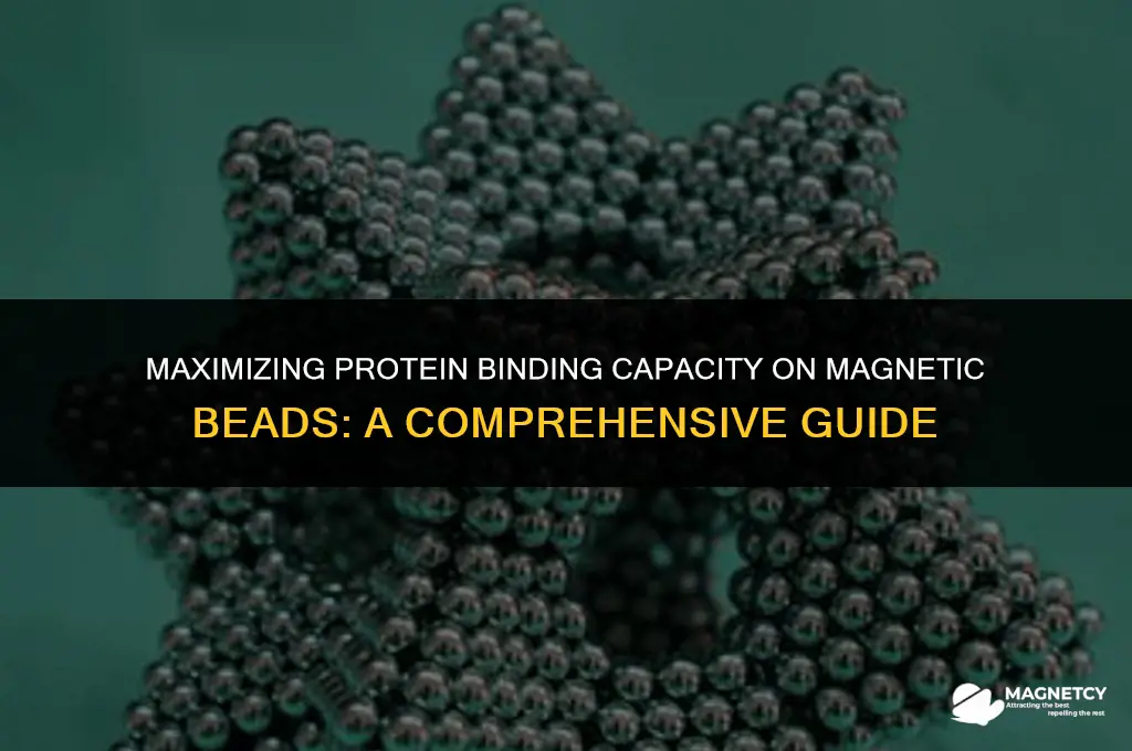 can you bind lots of proteins to magnetic beads
