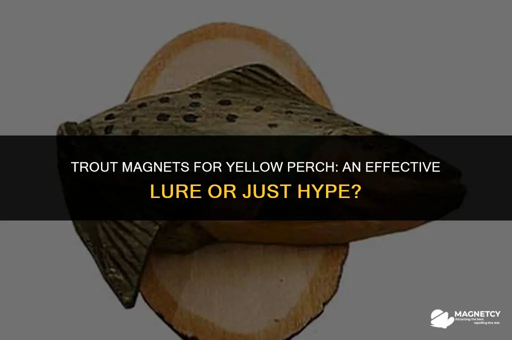 can you catch yellow perch on trout magnets