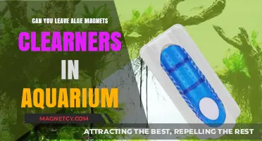 Safe Aquarium Maintenance: The Truth About Algae Magnets and Cleaners
