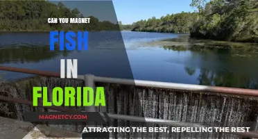 Florida Magnet Fishing: Unveiling the Sunshine State's Hidden Treasures