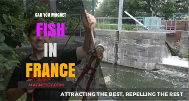Exploring the Possibilities: Magnet Fishing in France Unveiled