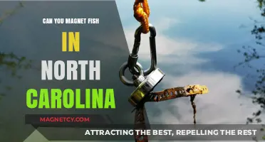 Exploring Magnet Fishing in North Carolina: A Beginner's Guide
