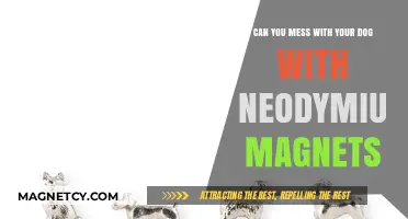 Exploring the Risks: Neodymium Magnets and Your Dog's Safety