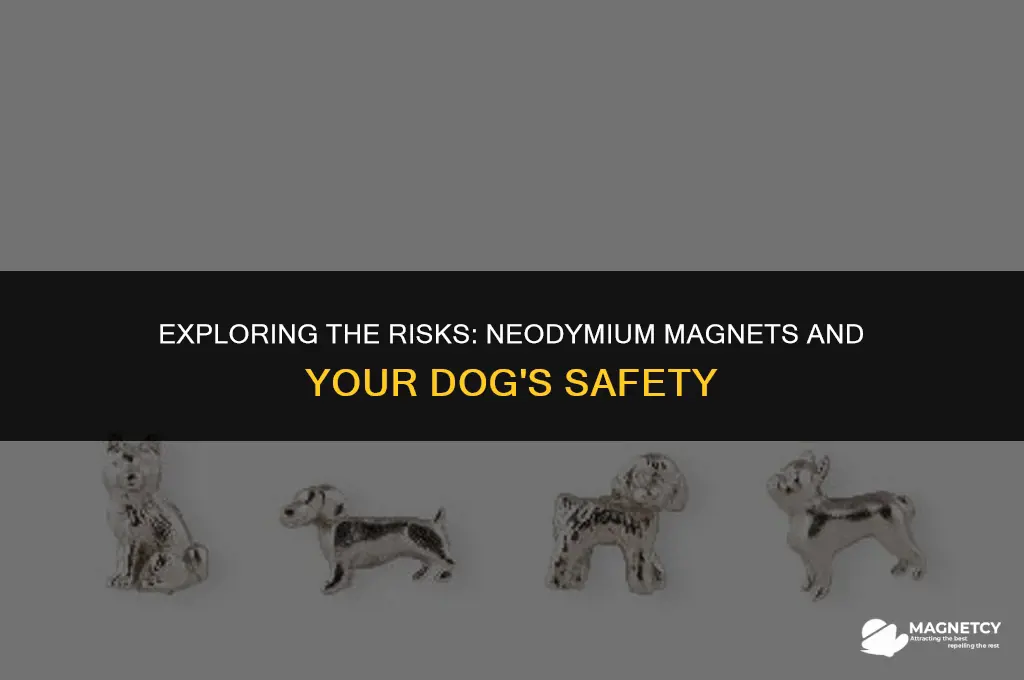 can you mess with your dog with neodymium magnets