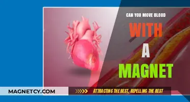 Exploring the Myth: Can Magnets Really Move Blood?