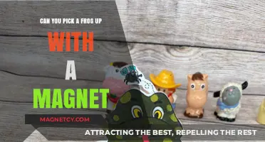 Exploring the Myth: Can You Really Pick Up a Frog with a Magnet?