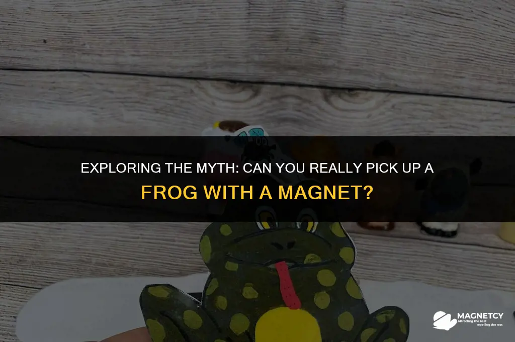 can you pick a frog up with a magnet