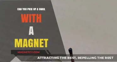 Snail Attraction: Exploring the Magnetic Pickup Myth