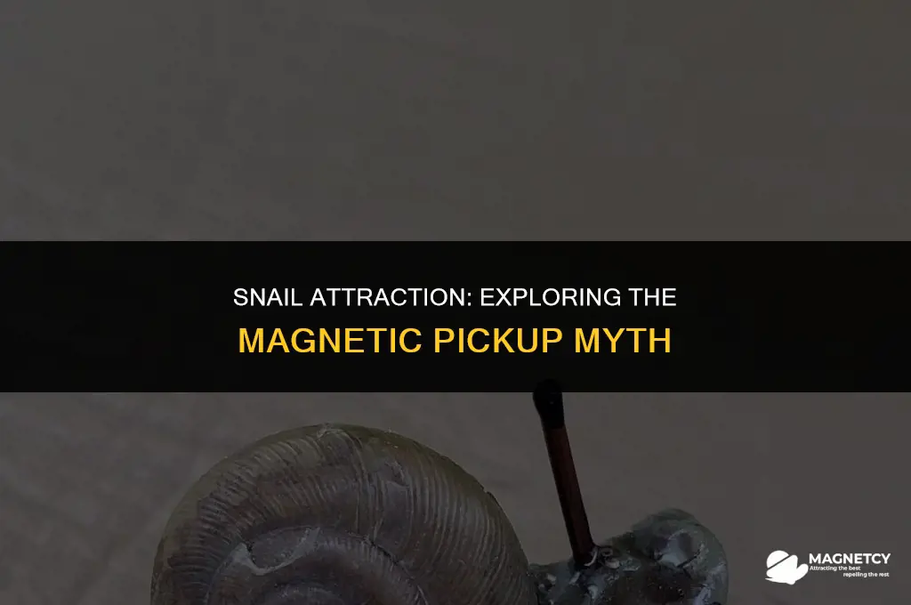 can you pick up a snail with a magnet