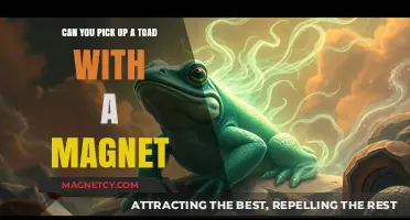 Exploring the Myth: Can You Really Pick Up a Toad with a Magnet?