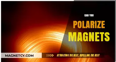 Exploring Magnetism: The Fascinating World of Polarized Magnets