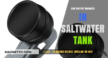Exploring Magnetic Wonders: Are Magnets Safe for Saltwater Tanks?