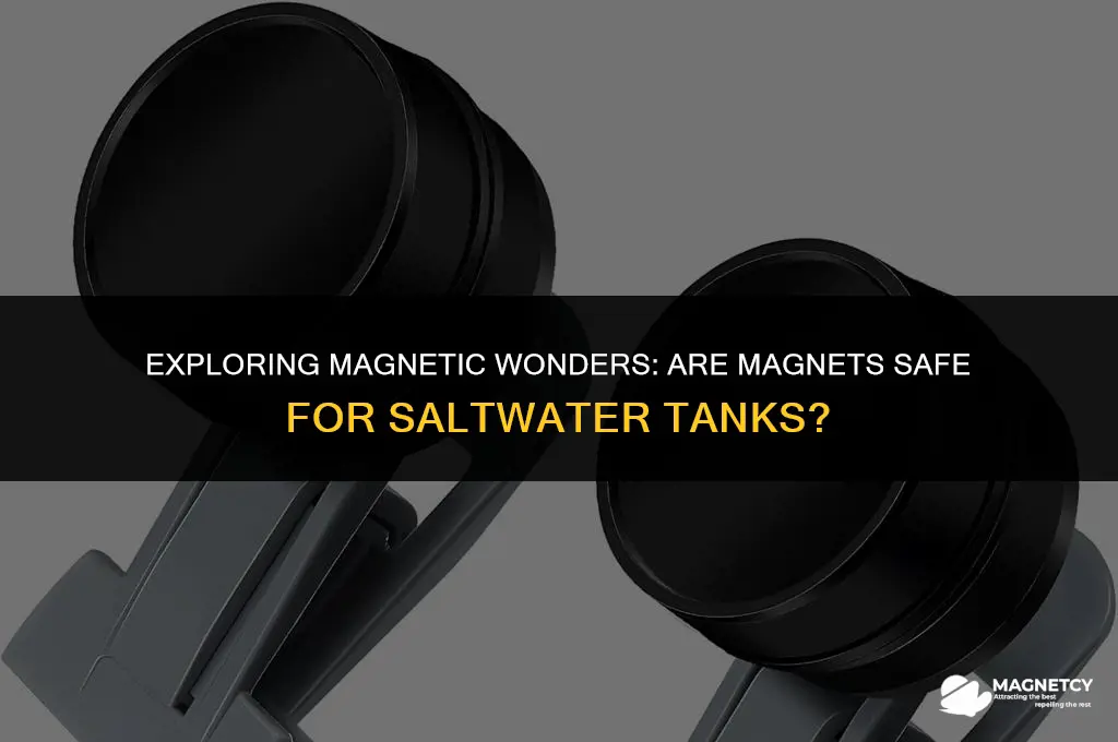 can you put magnets in saltwater tank