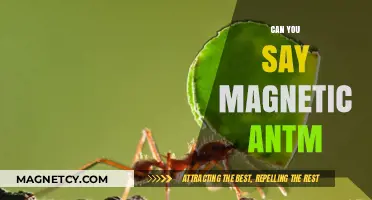 Exploring the Fascinating World of Magnetic Ants