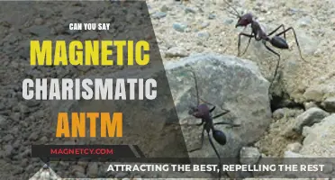 Charismatic Ants: The Magnetic Personalities of Nature's Tiny Titans