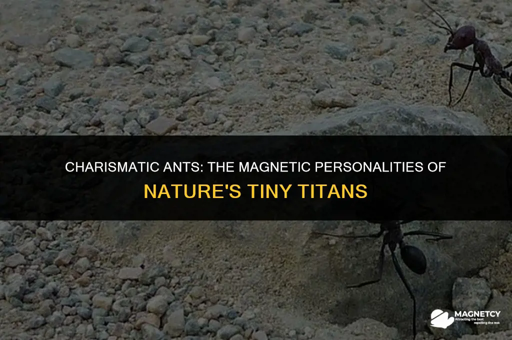 can you say magnetic charismatic antm