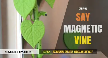 Exploring the Enchanting World of Magnetic Vines