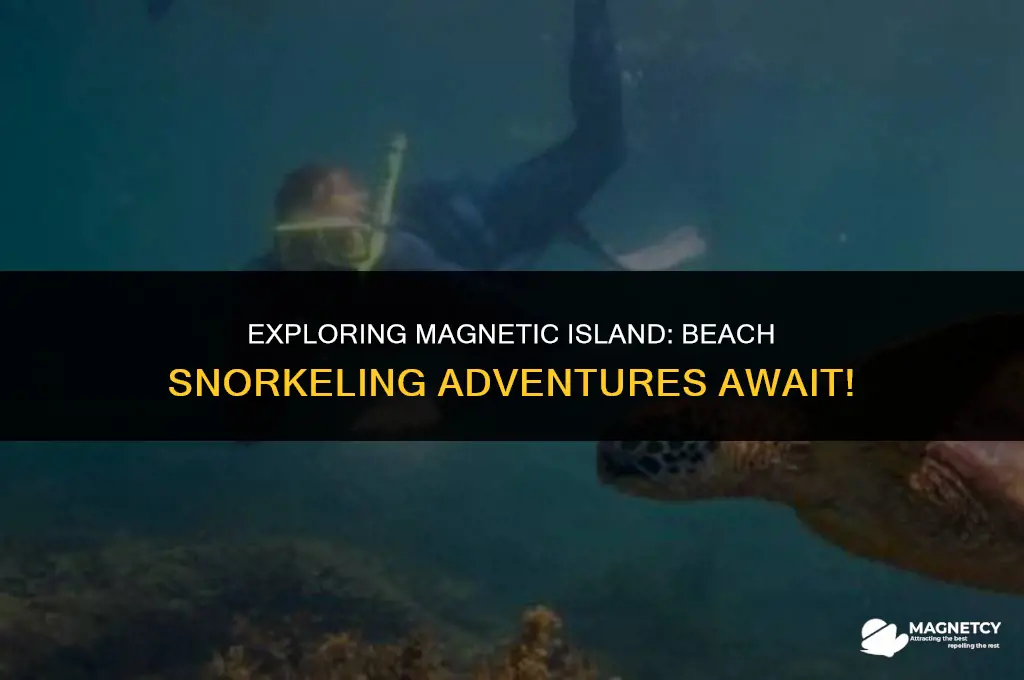 can you snorkel off the beach at magnetic island