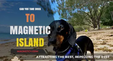 Paws and Reflect: A Dog's Guide to Magnetic Island