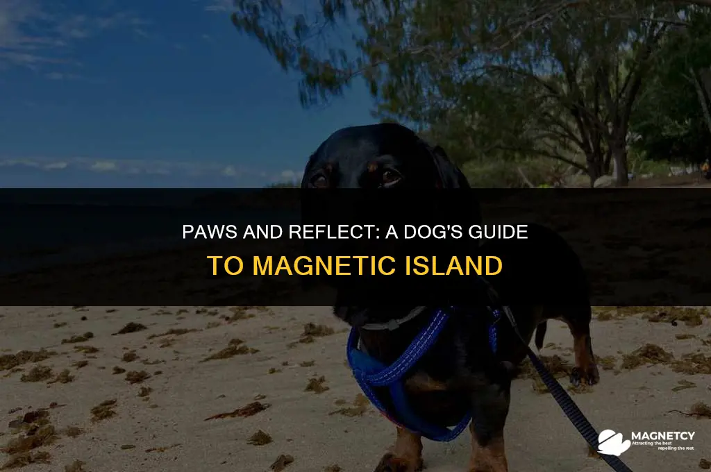 can you take dogs to magnetic island