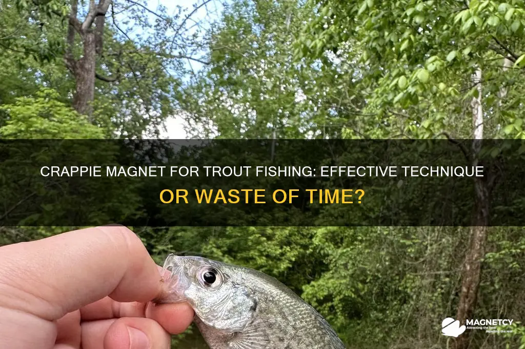 can you use crappie magnet to fish for trout