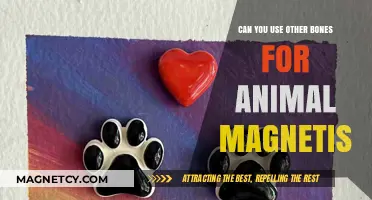 Exploring Alternative Bones for Enhancing Animal Magnetism: Myths vs. Facts