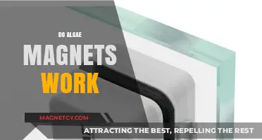 Unveiling the Truth: Do Algae Magnets Really Work?