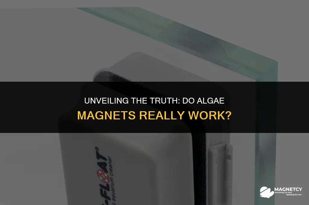 do algae magnets work