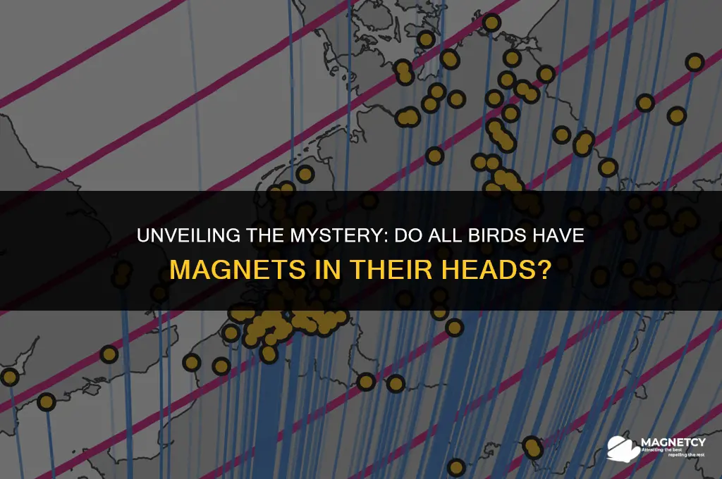 do all birds have magnets in their heads