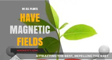 Exploring the Invisible Forces: Do All Plants Have Magnetic Fields?