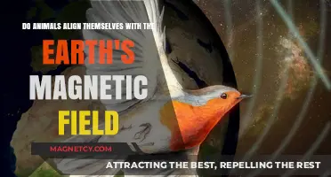 Exploring the Mysterious Connection: Animals and Earth's Magnetic Field