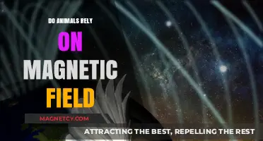 Exploring the Invisible Forces: Do Animals Rely on Magnetic Fields?