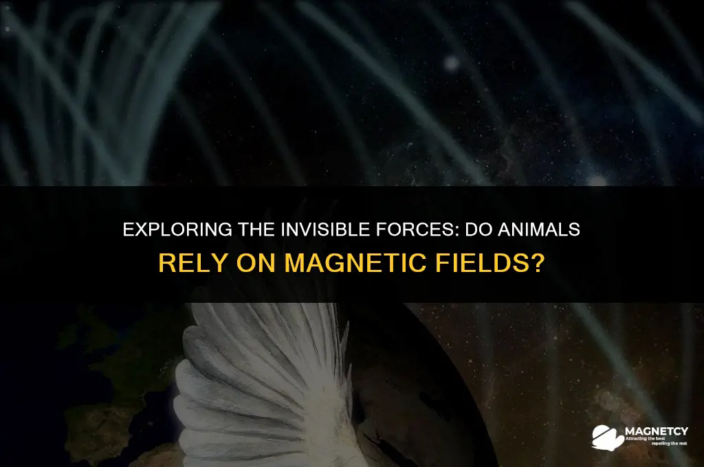 do animals rely on magnetic field