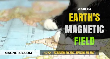Do Cats Navigate Using Earth's Magnetic Field? Exploring Feline Senses