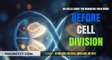 Decoding the Magnetic Mystery: Cell Division's Hidden Forces Unveiled