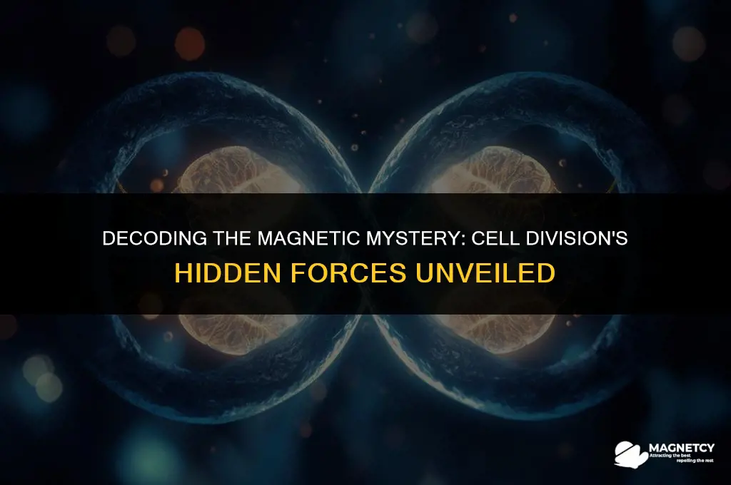 do cells loose the magnetic field right before cell division