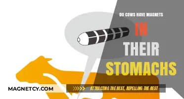 Exploring the Myth: Do Cows Really Have Magnets in Their Stomachs?