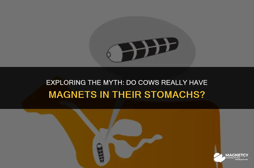 do cows have magnets in their stomachs