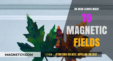 Exploring the Magnetic Mysteries of Deceased Foliage