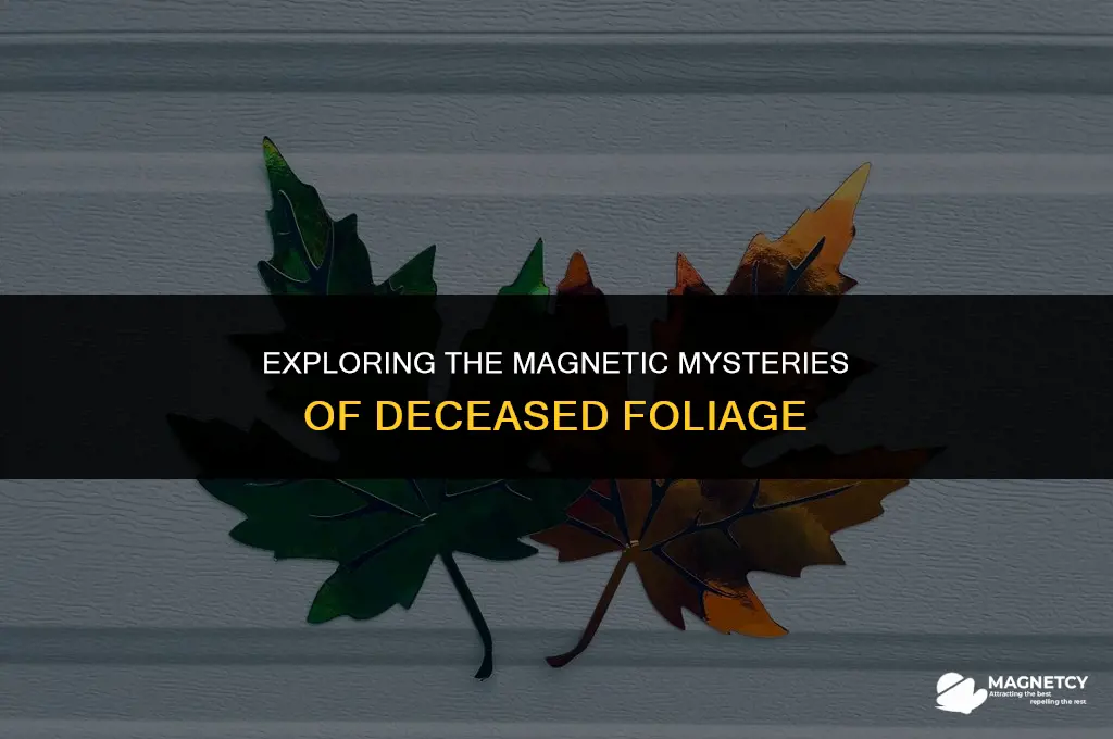do dead leaves react to magnetic fields