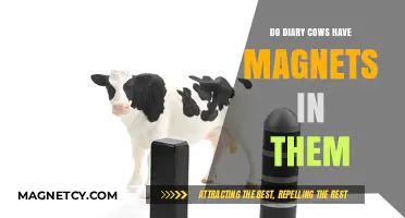 Unveiling the Truth: Do Dairy Cows Really Have Magnets Inside Them?