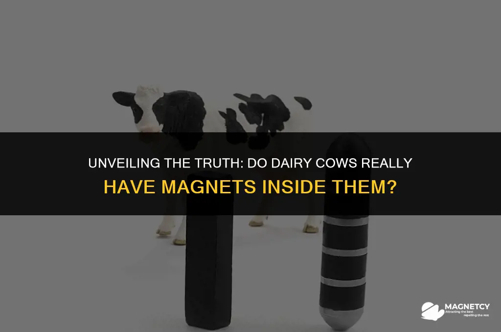 do diary cows have magnets in them