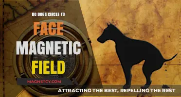 Canine Compass: Do Dogs Circle to Align with Earth's Magnetic Field?