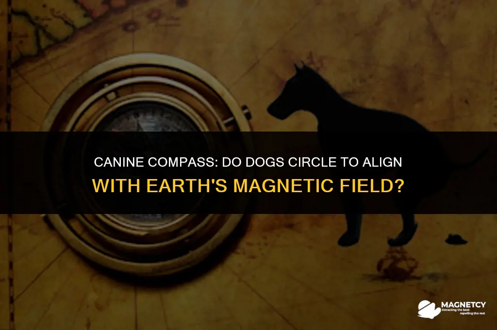do dogs circle to face magnetic field