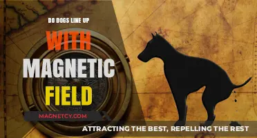 Canine Compass: Do Dogs Align with Earth's Magnetic Field?
