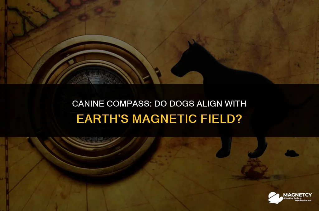 do dogs line up with magnetic field